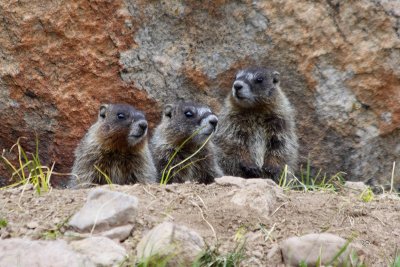 Marmot Babies (2) (-)