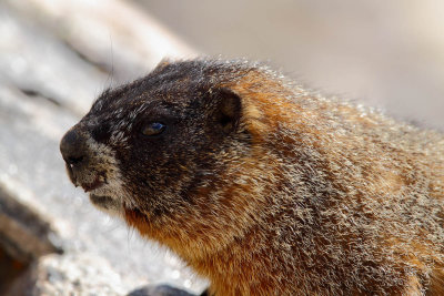 Marmot (-)