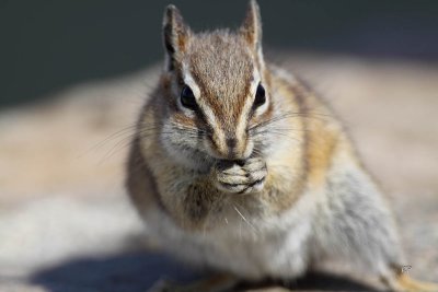 Chipmunk (-)
