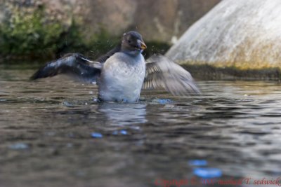 CRW_33069.jpg