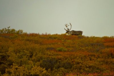 CRW_30917.jpg