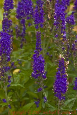 CRW_30944.jpg