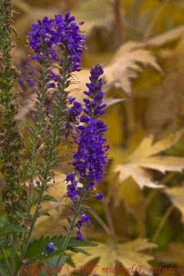 CRW_30948.jpg