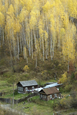 Tobolsk, Western Siberia, very early Oct., birch trees