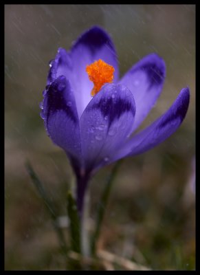 Crocus scepusiensis