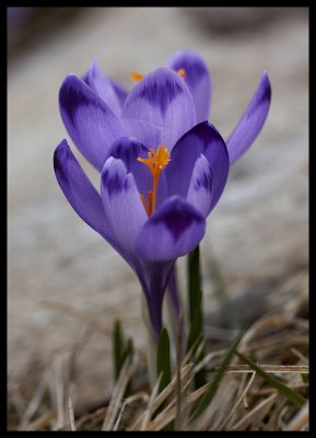 g4/87/729587/3/134191033.UinUgh6f.jpg