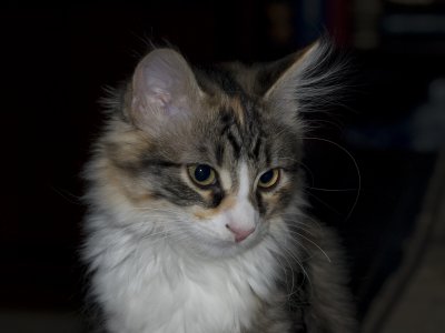 I'm too sexy for my fur
