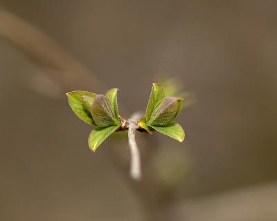_DSC1241cusmcst.jpg