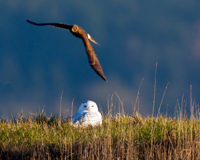 Snowy Owls