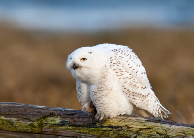 Snowy Owls