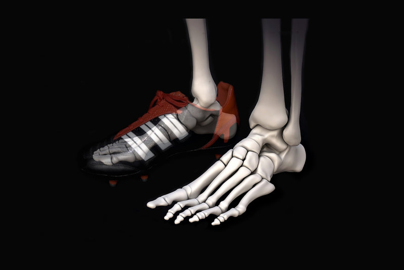 skeleton-foot-bones
