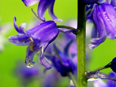 bluebells after the rain