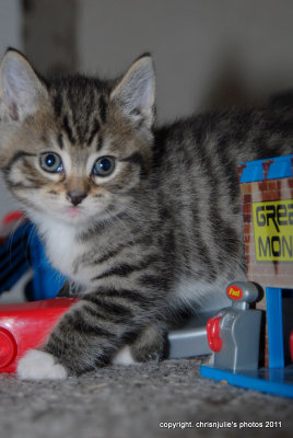 looking in the toy box