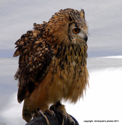  eagle owl