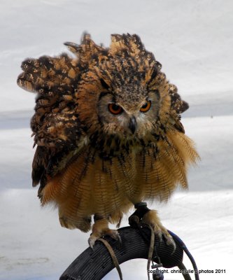  eagle owl