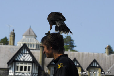 falcon on head