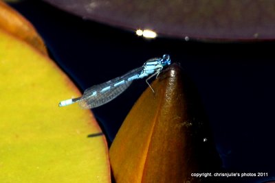 Northern Bluet (Enallagma annexum)