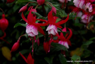  colby woodland garden Amroth