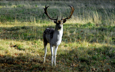 A young stag