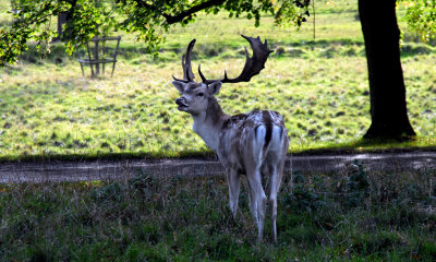 A young stag