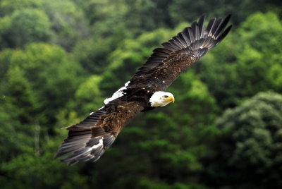 butterflies + birds of prey + wild birds + Horses