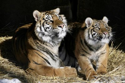 Mom and cub.jpg