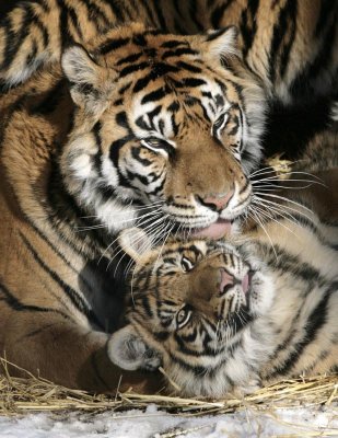 Mom grooming cub.jpg