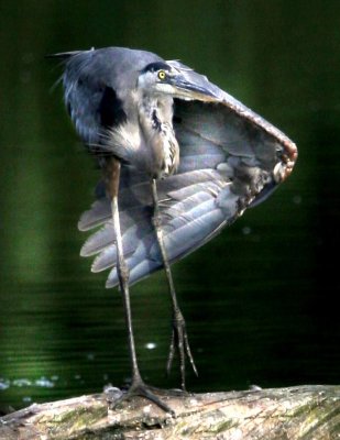 blue heron winged copy.jpg
