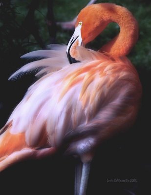 Flamingo.jpg