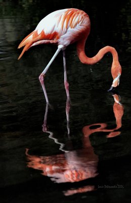 Flamingo reflection.jpg