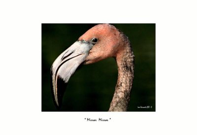 MirrorMirror  Flamingo copy.jpg