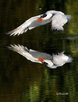 turin reflection copy.jpg