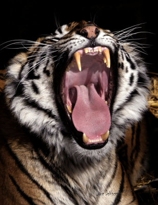 Tiger open mouth copy.jpg