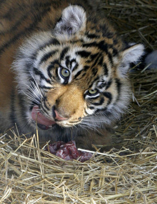cub snacking.jpg
