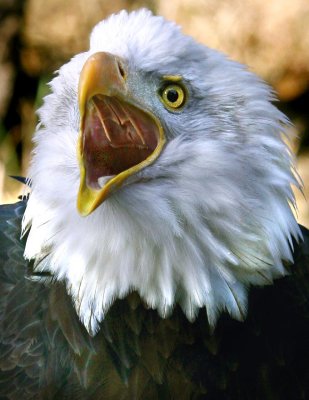 Eagle.jpg