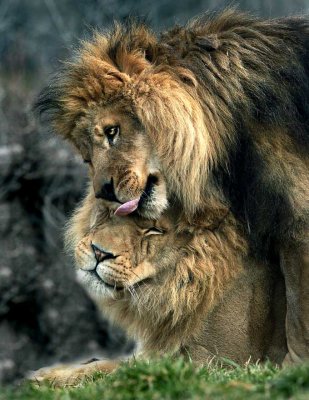 Lions.jpg