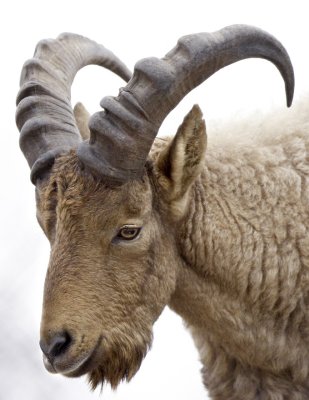 Goat copy.jpg