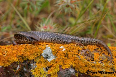 Gongilo (Chalcides ocellatus - Ocellated Skink)