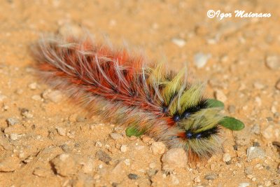 Bruco - Caterpillar
