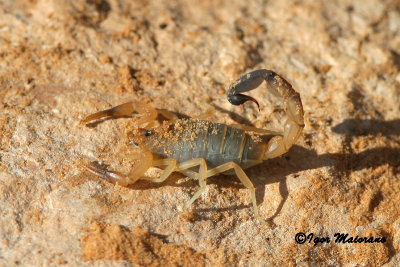 Scorpione - Scorpion