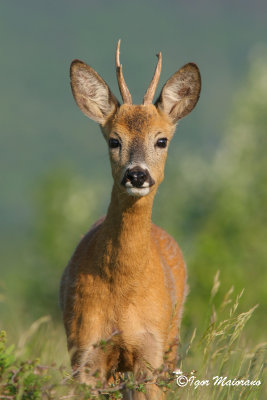 Capriolo (Capreolus capreolus - Roe Deer)
