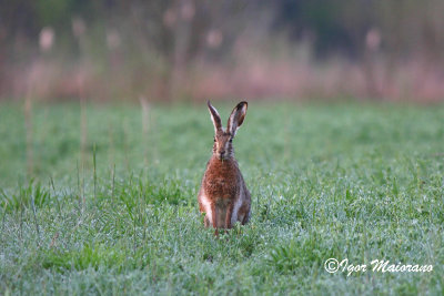 Lepre (Lepus europeus - Brown Hare)