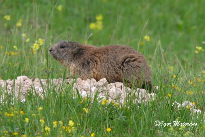 Marmotta (Marmota marmota - Alpine Marmot)