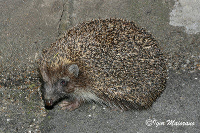 Riccio orientale (Erinaceus concolor - Eastern European Hedgehog)