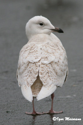 Gabbiano d'Islanda (Larus glaucoides - Iceland Gull)