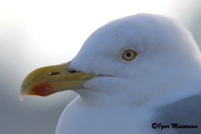 Gabbiano nordico (Larus argentatus - Herring Gull)