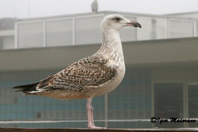 Mugnaiaccio (Larus marinus - Great Black-backed Gull)