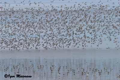 Pittime minori (Limosa lapponica - Bar-tailed Godwit)