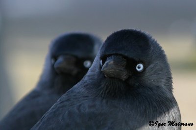 Taccole (Corvus monedula - Jackdaw)