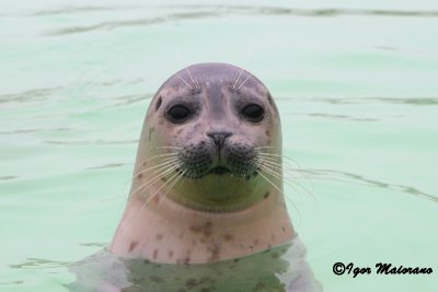 Foca comune (Phoca vitulina - Common Seal)